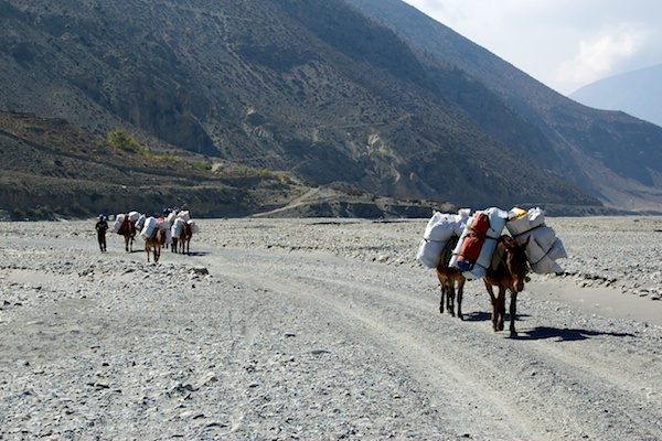 Muli al lavoro sul greto del Kali Gandaki